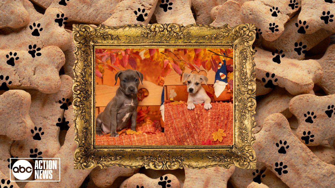 Rescues in Action Celine and Mariah