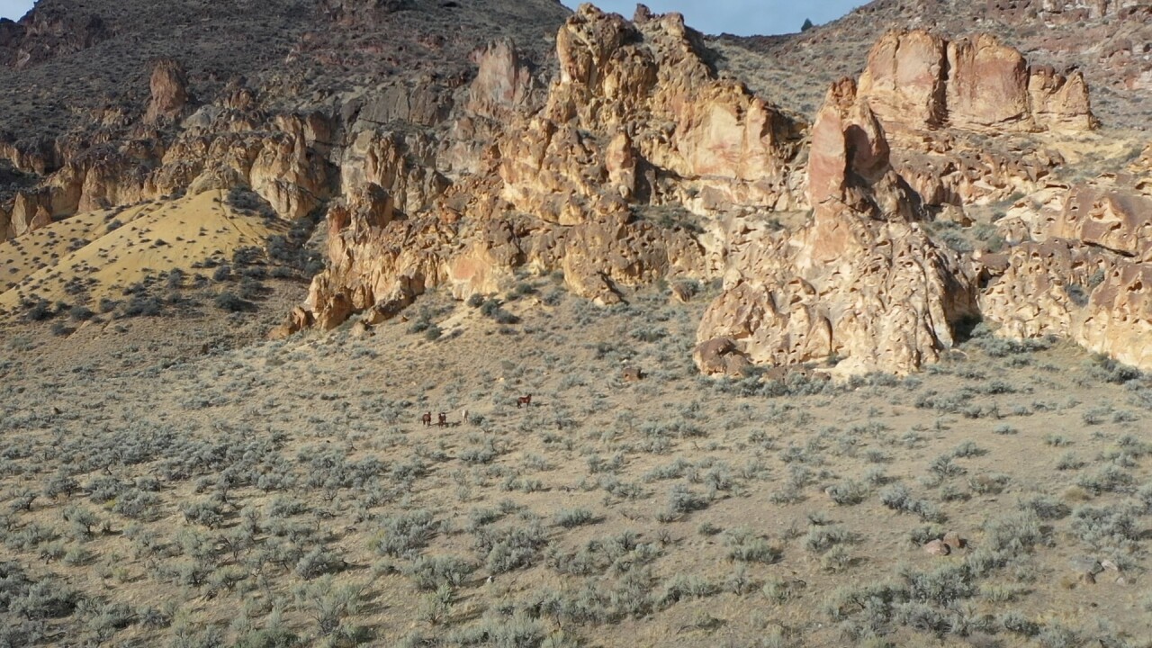 Wild horses in the Owyhee Canyonlands