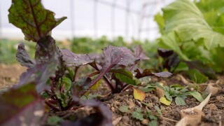 Oxford farmer says costs to keep crops growing in bitter cold could put small farm at risk