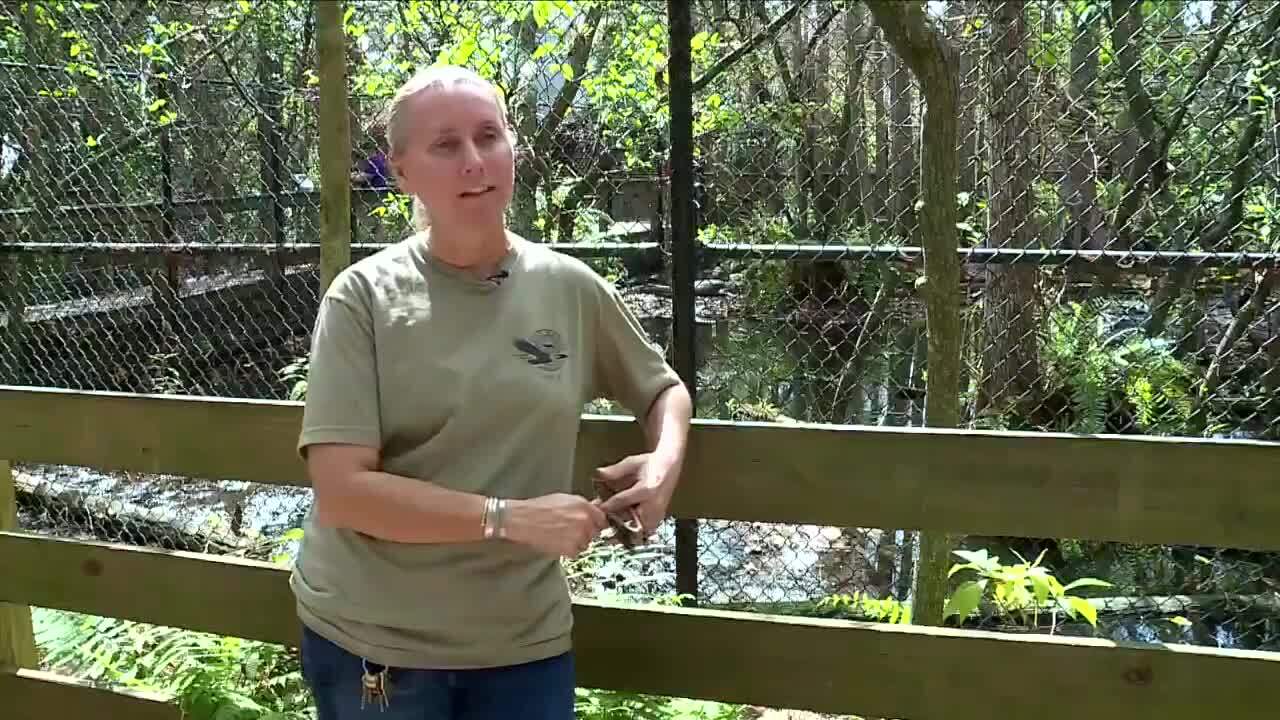Amy Kight with Busch Wildlife Sanctuary talks prevention from alligator attacks