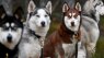 'Game of Thrones' star: Stop adopting huskies