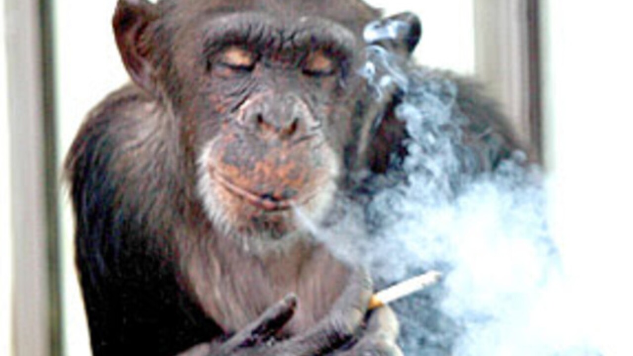 Cool Smoking Monkey