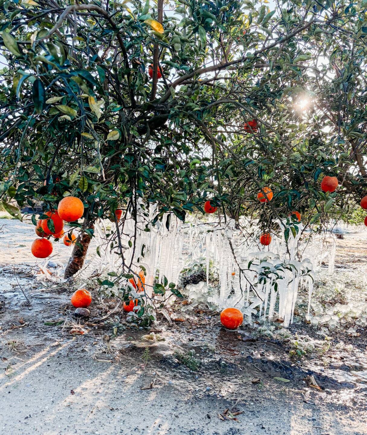 Frozen Citrus Tree