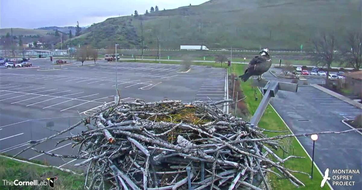 Iris returns to her Missoula osprey nest - Vimarsana News