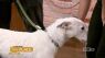 Hearts4Paws Pet of the Week