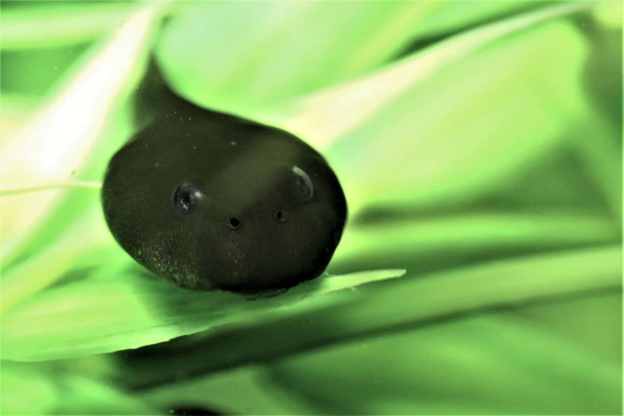 Boreal Toad Tadpole 052019.jpg