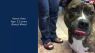 FOX Finder Pet Finder - Meet Nala