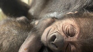 Tulivu and Baby 4.jpeg