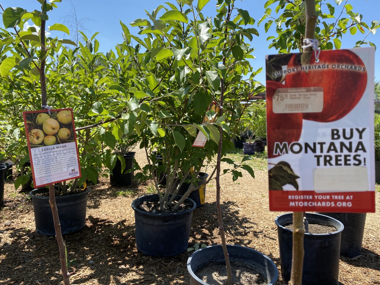 Water conservation tips: Xeriscaping