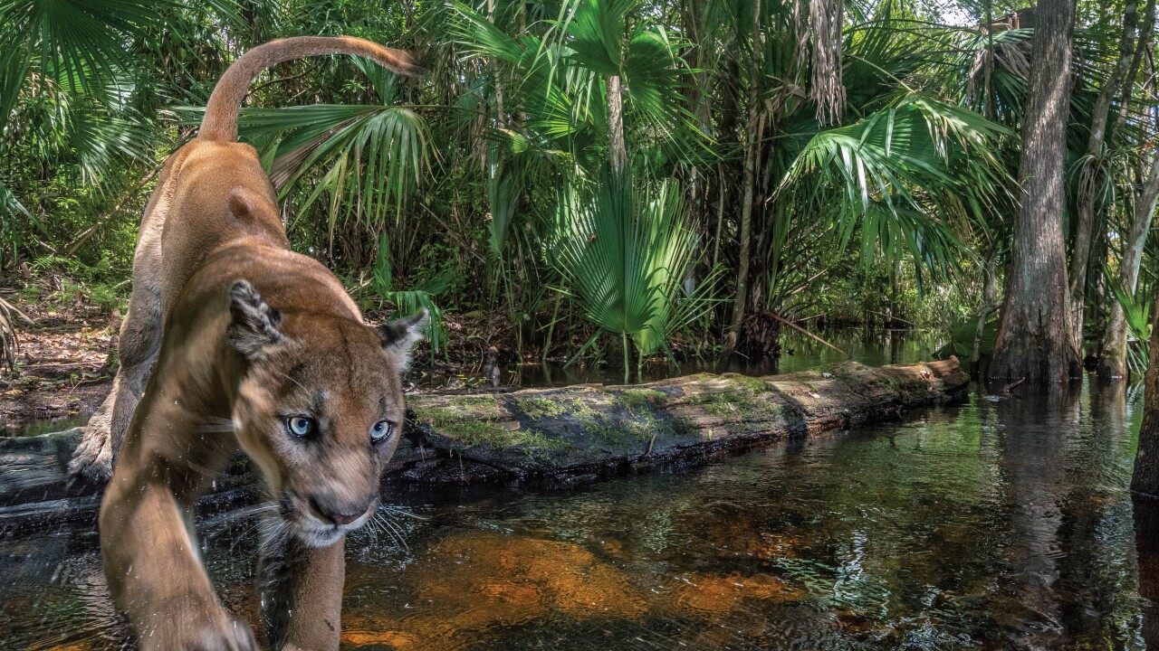 Rare photos of Florida panther