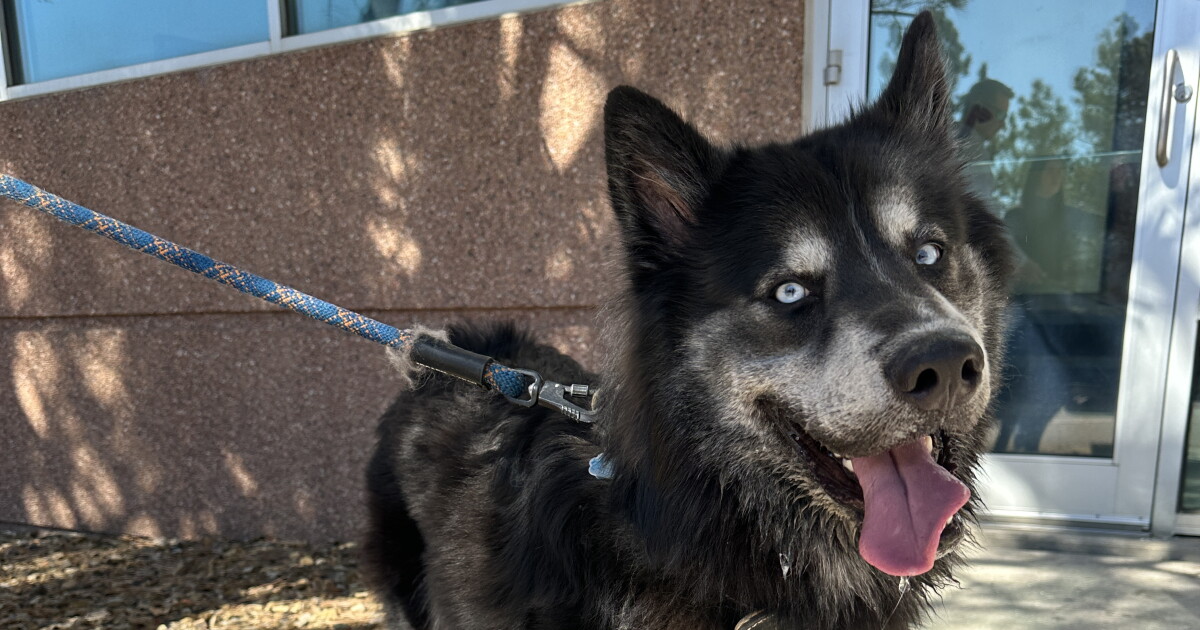 News5 staff helps lost puppy find his family Wednesday afternoon
