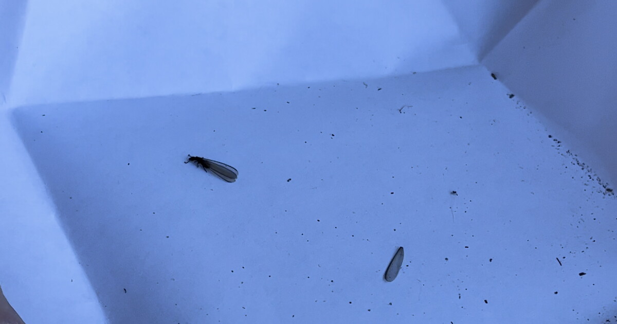 Rain brings out flying insects. What to know about subterranean termites - Vimarsana News