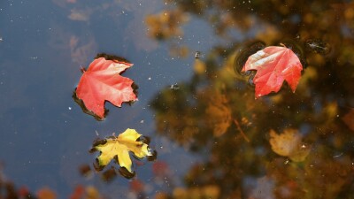 Rainy wet fall leaves