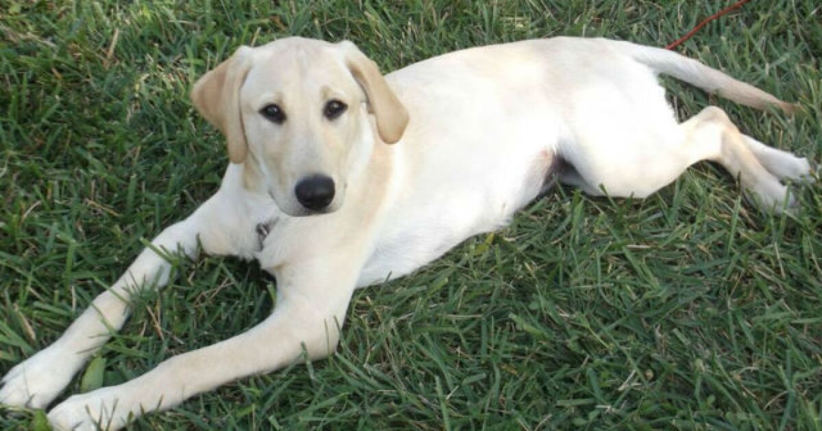 Frizerie Carolina In Medie 6 Month Old Labrador Enlaguna Com