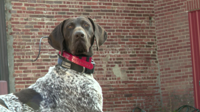 Benny, the Fort Benton Police Department K9
