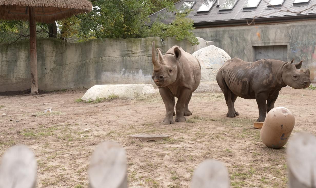 Doppsee and Jaali at Potter Park Zoo