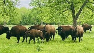 Owasso bison ranch fights to preserve a nearly extinct American icon