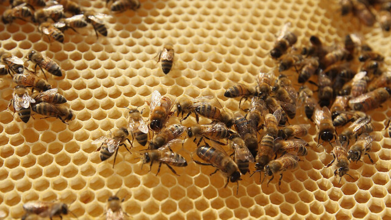 The Buzz with Bees: Federal regulations change how beekeepers get antibiotics for bees