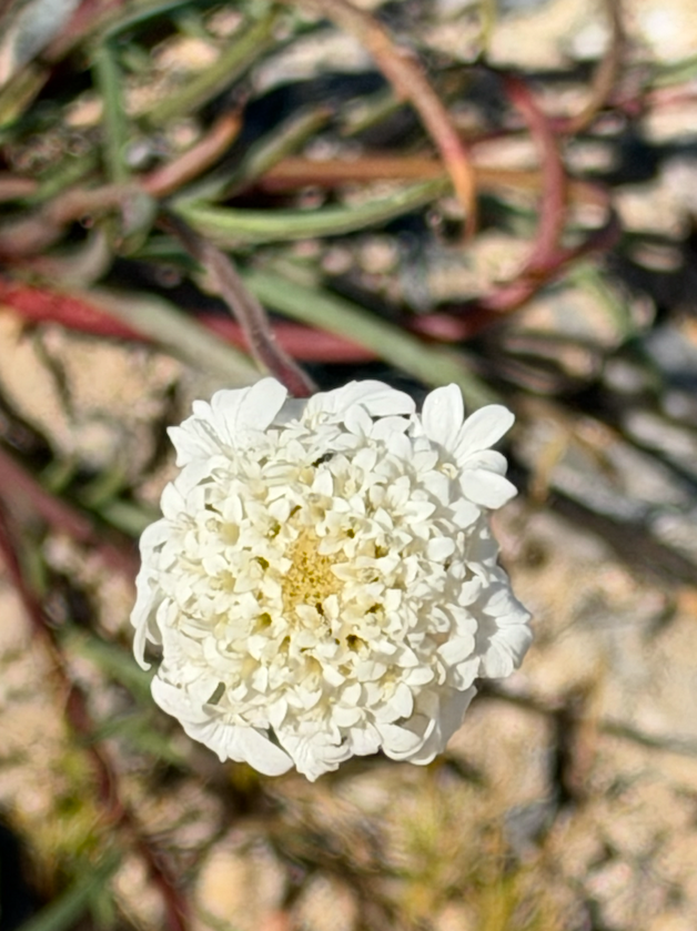 Mojave Natl. Preserve flowers