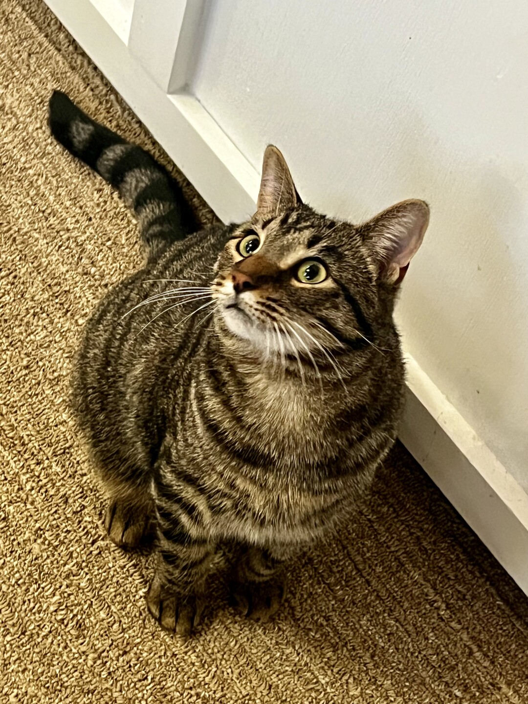 Pet Adoption Tuesday: Meet Brother from Michele's Rescue!
