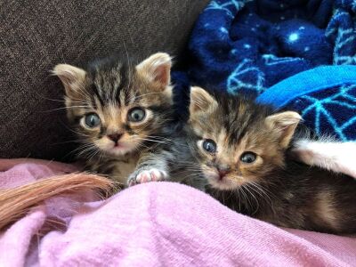 kittens.jpg