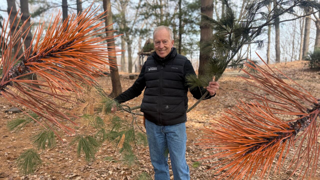 Bookworm Gardens white pine blister rust