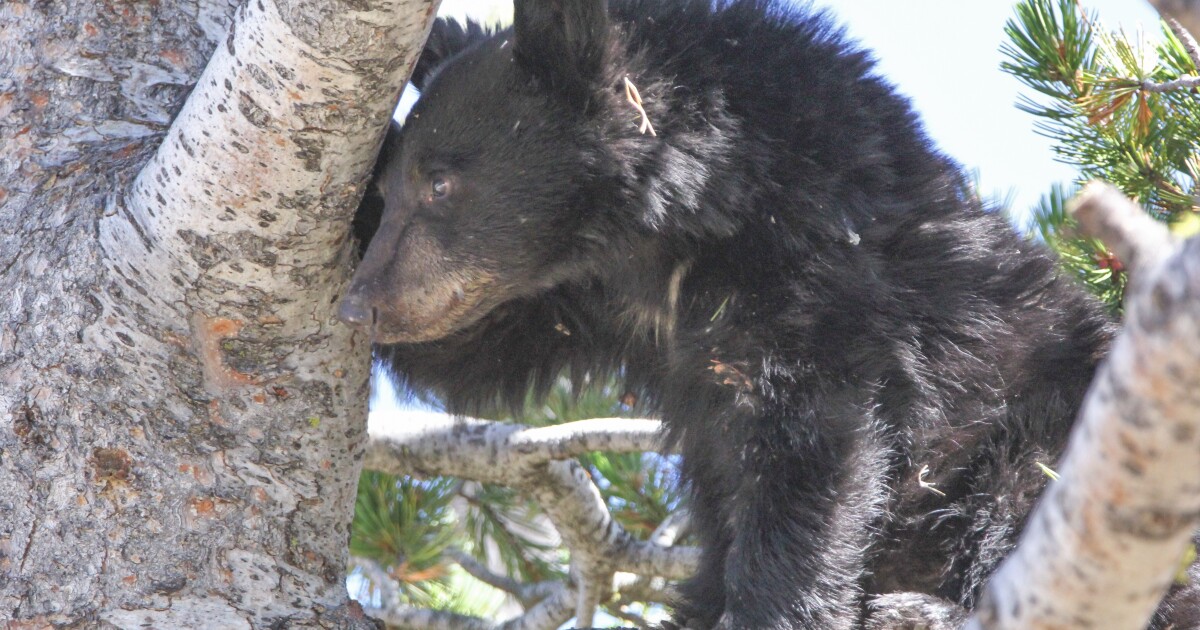 Black bear killed in Yellowstone following dangerous encounters with campers Black bear killed in Yellowstone following dangerous encounters with campers