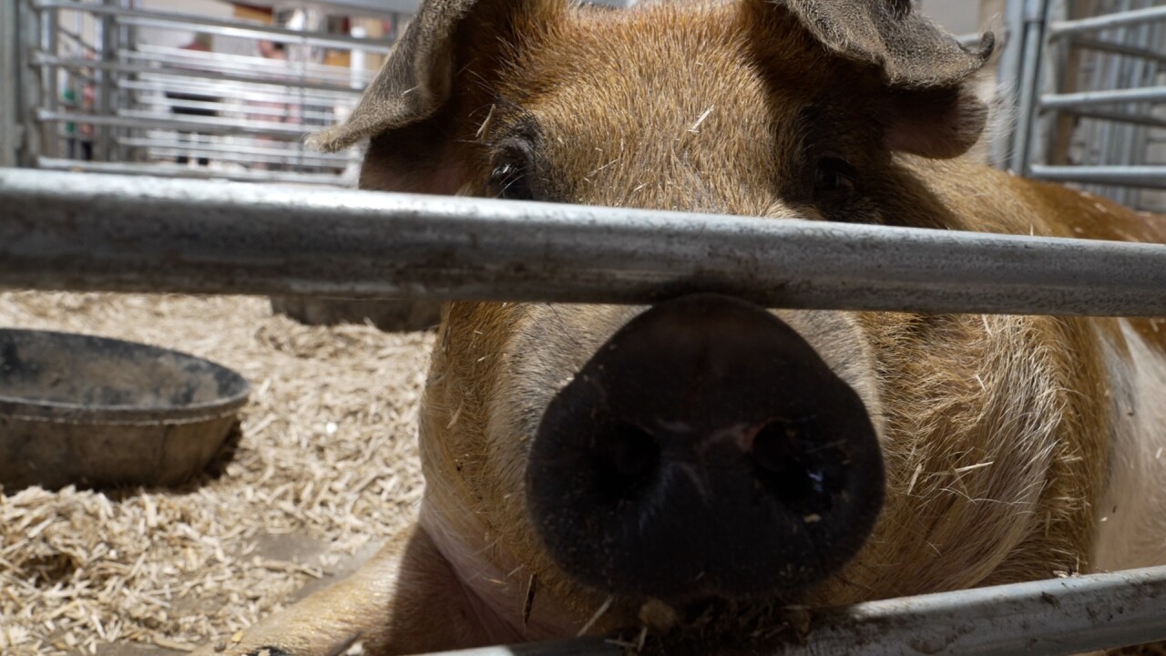 pig.jpg