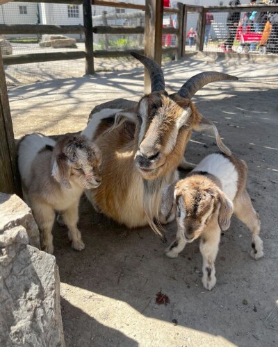 Kansas City Zoo & Aquarium