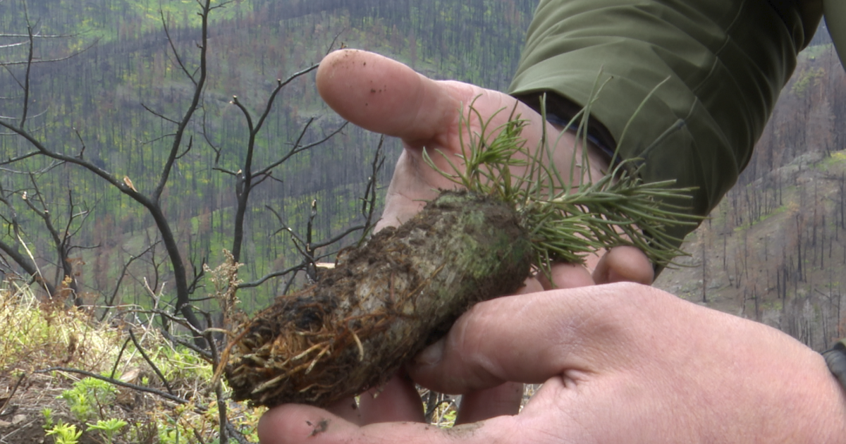Reforestation underway on ranch damaged by Montana wildfire - Vimarsana News