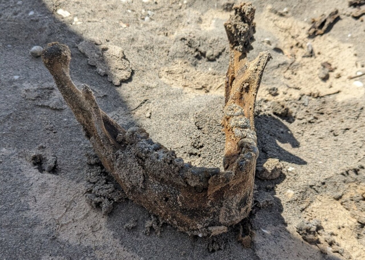 A picture of the human jaw found at Bear Lake Thursday, courtesy of Mark Durrant
