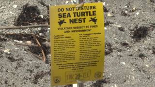 do not disturb sea turtle nest sign Jupiter 2026.jpg