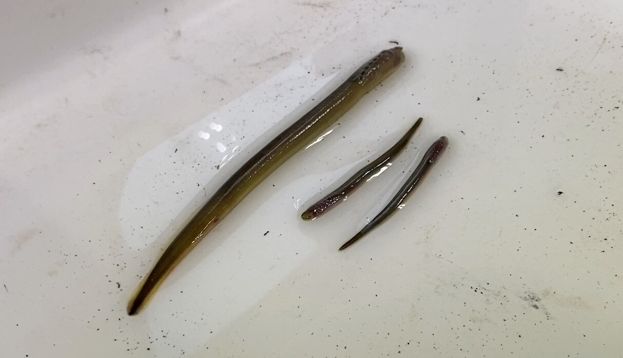 Sea Lamprey Invasive Species.jpeg