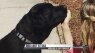 Family searches land and sea for missing dog who jumped from boat in the ocean