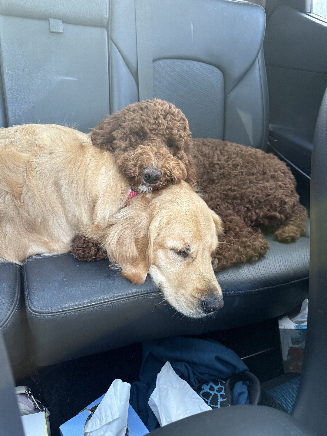 Dog walking forecast