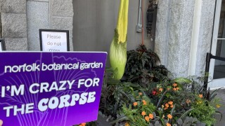Corpse Flower