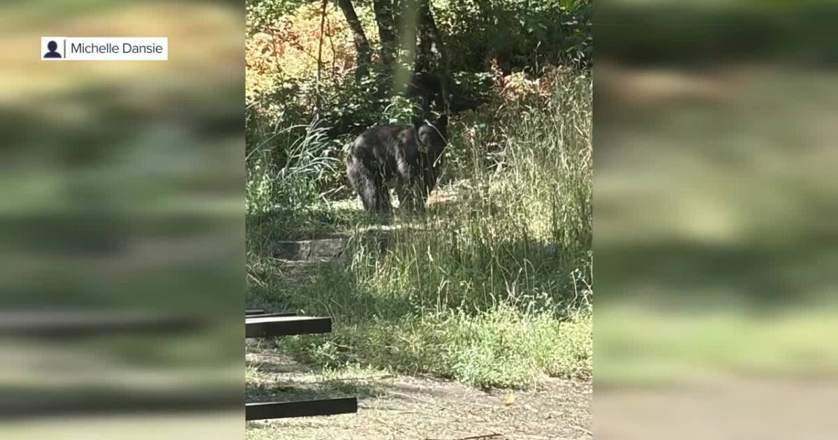 Utah officials urge caution after fifth bear encountered in the past week