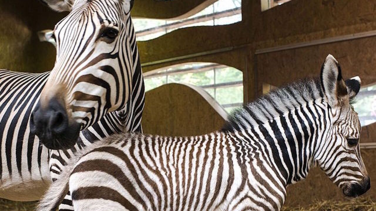 Teen jumps into zoo's zebra exhibit on a dare