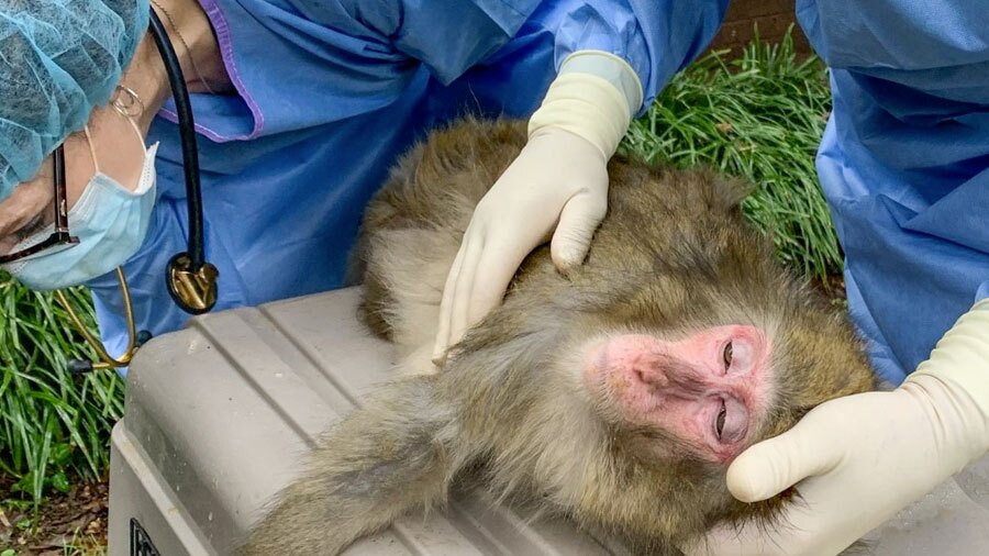 Monkeyrescuemain.jpg