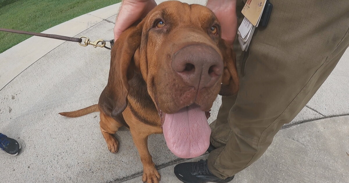 Good boy, Hoss: Meet the bloodhound trained to help with Silver Alerts - Vimarsana News