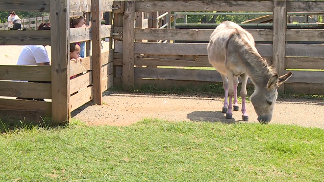 Percy Maymont Donkey 06.png