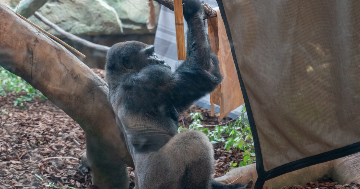 Cincinnati Zoo welcomes new 'bachelor troop' of three male gorillas - Vimarsana News