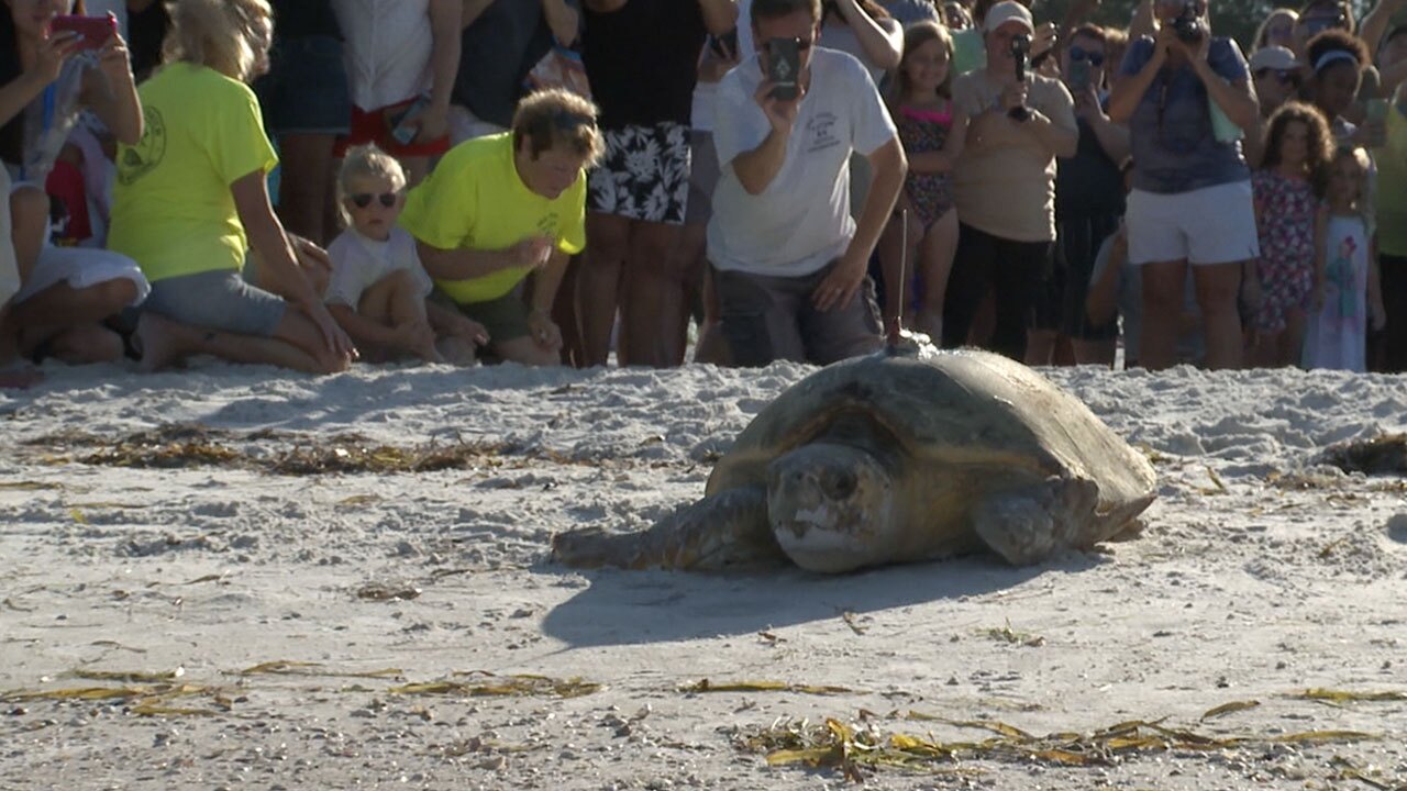 Loggerhead-with-tracking-device-released-off-of-Coquina-Beach-WFTS-WENDI.jpg