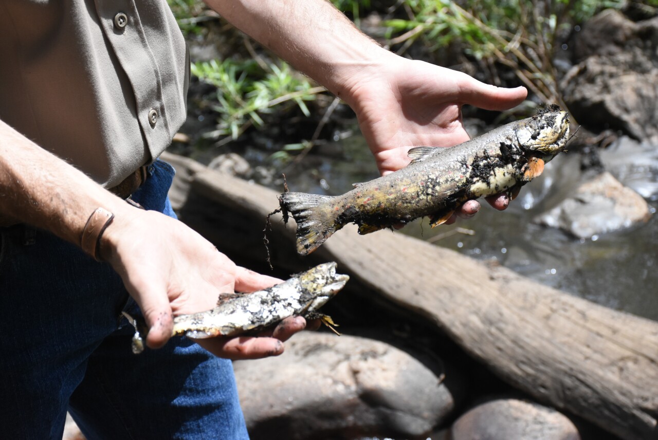 Aquatic biologist Kyle Battige dead poudre river fish