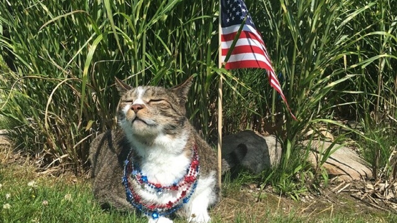 Patriotic Pets