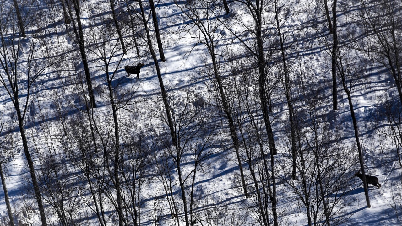Moose UP DNR.jpeg