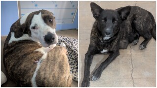 PAWS Of Chinook presents Pets Of The Week: Maple and Nelly