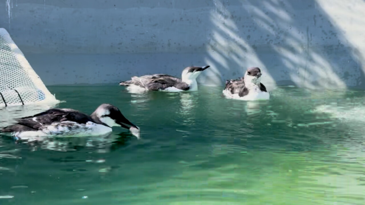 common murre.jpg