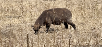 Grazing Goat
