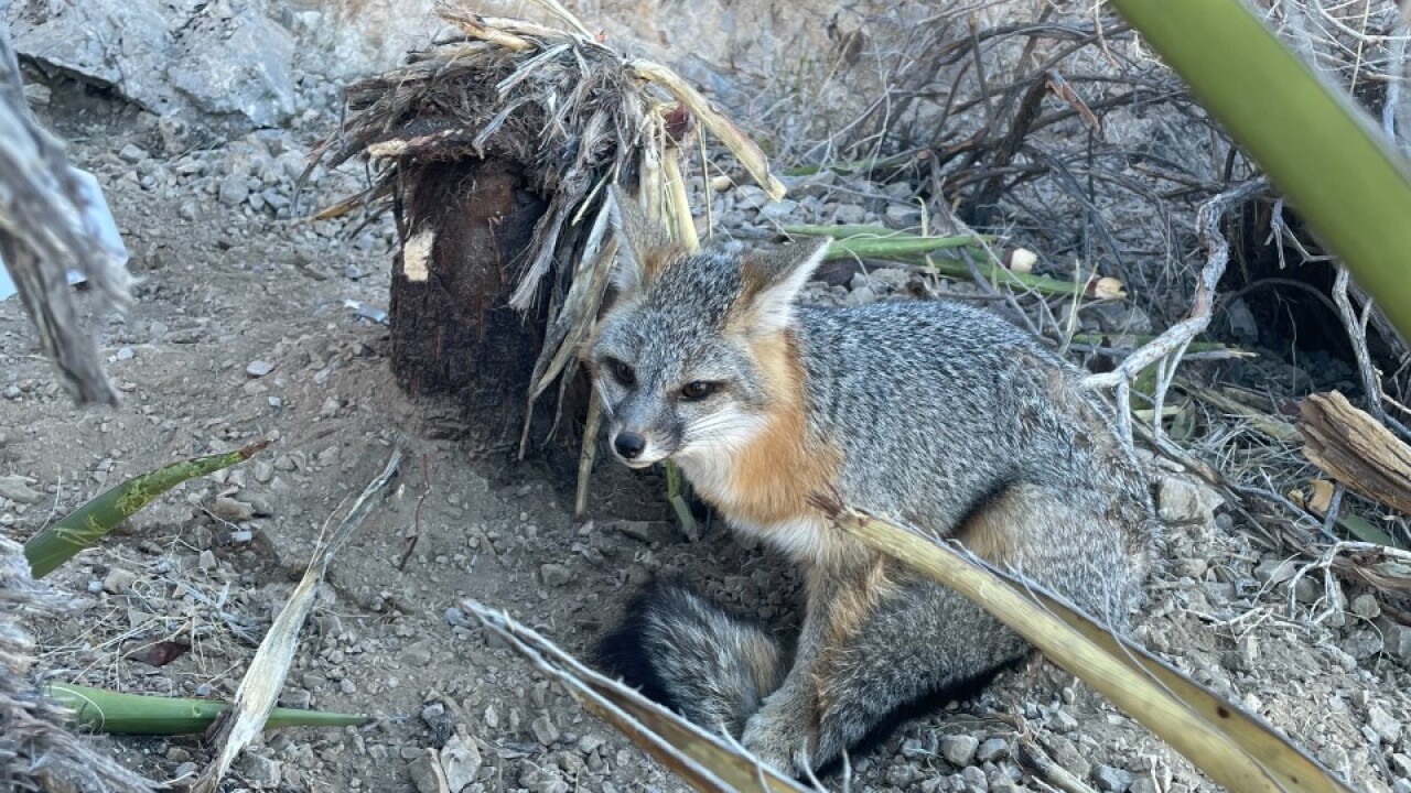 Fox caught in trap